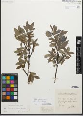Foto von Salix glaucosericea Flod.